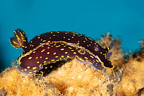 Nudibranch (Hypselodoris picta azorica). This subspecies is known only from the Azores. Santa Maria Island, Azores, Portugal, Atlantic Ocean