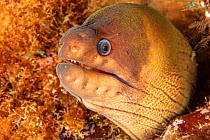 Brown moray eel (Gymnothorax unicolor), Santa Maria Island, Azores, Portugal, Atlantic Ocean