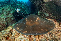 Scuba diver with Round Stingray (Taeniura grabata), Formigas Islet dive site, Azores, Portugal, Atlantic Ocean
