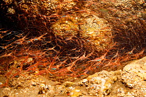 Hundreds of Narwal shrimp (Plesionika narval) inside a cave, Santa Maria Island, Azores, Portugal, Atlantic Ocean