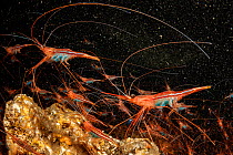Narwal shrimp (Plesionika narval) inside a cave, Santa Maria Island, Azores, Portugal, Atlantic Ocean