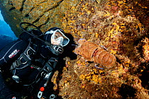 Scuba diver and slipper lobster, (Scyllarides latus), Santa Maria Island, Azores, Portugal, Atlantic Ocean