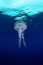 Mauve stinger jellyfish, (Pelagia noctiluca), Santa Santa Maria Island, Azores, Portugal, Atlantic Ocean