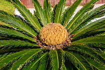 Japanese sago palm (Cycas revoluta) female cone and bright glossy green foliage, Anjos (Vila do Porto). Santa Maria Island, Azores, Portugal, Atlantic Ocean