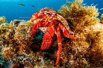 Great hermit crab (Dardanus arrosor). Santa Maria Island, Azores, Portugal, Atlantic Ocean