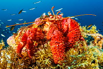 Great hermit crab (Dardanus arrosor). Santa Maria Island, Azores, Portugal, Atlantic Ocean