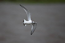 Little gull (Larus minutus) immature, in flight, Norfolk, England, UK, September.