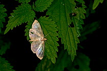 Mother of Pearl moth (Patania ruralis) Norfolk, England, UK. August.