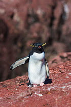 Southern rockhopper penguin (Eudyptes chrysocome chrysocome). Penguin Island Nature Reserve, Santa Cruz province, Patagonia Argentina.