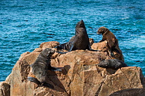 South American fur seal (Arctophoca australis australis) hauled out, Cabo Blanco, White Cape Nature reserve, Santa Cruz province, Patagonia, Argentina