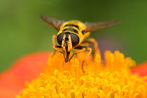 Hoverfly (probably Myathropa florea) on Mexican sunflower, (Tithonia spp.) garden, Bristol, UK, July.