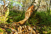 Signs of the presence of European beavers (Castor fiber) including chewed tree trunks in a boggy birch woodland. Site of successful re-introduction, Knapdale Forest, Argyll, Scotland, UK, September.