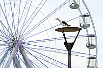 Adult Lesser black-backed gull (Larus fuscus) perched on lamp post and calling with ferris wheel in background. Bristol city's harbourside area, UK, July 2020