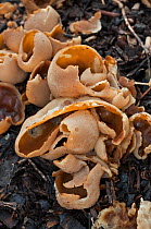 Blistered cup fungus (Peziza vesiculosa). Surrey, England, UK. February.