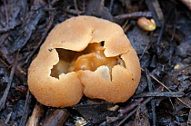 Blistered cup fungus (Peziza vesiculosa). Surrey, England, UK. February.