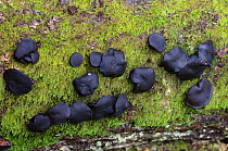 Black bulgar fungus (Bulgaria inquinans). Selsdon Wood Nature Reserve, Surrey, England, UK. October.