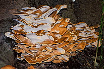 Giant polypore fungus (Meripilus giganteus) at base of tree trunk. Selsdon Wood Nature Reserve, Surrey, England, UK. October.