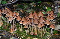 Conical brittlestem fungus (Parasola conopilus). Selsdon Wood Nature Reserve, Surrey, England, UK. October.
