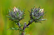Carline thistle (Carlina vulgaris) buds. Surrey, England, UK. August.