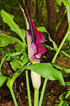 Dragon arum (Dracunculus vulgaris). Naturalised in Frylands Wood, Surrey, England, UK. June.