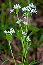 Woodruff (Galium odoratum). Surrey, England, UK. May.