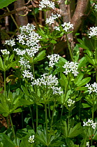 Woodruff (Galium odoratum). Surrey, England, UK. May.