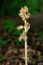 Yellow bird&#39;s-nest orchid (Hypopitys monotropa monotropa) in woodland. Selsdon Wood Nature Reserve, Surrey, England, UK. July.