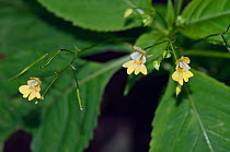 Small balsam (Impatiens parviflora). Surrey, England, UK. July.