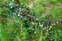 Juniper (Juniperus communis) with unripe berries. Surrey, England, UK. October.