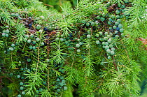 Juniper (Juniperus communis) with ripening berries. Surrey, England, UK. October.