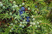 Juniper (Juniperus communis), berries ripening. Surrey, England, UK. October.