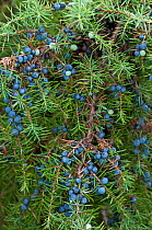 Juniper (Juniperus communis) with berries. Surrey, England, UK. October.