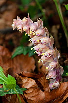 Toothwort (Lathraea squamaria). Surrey, England, UK. March.