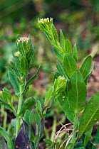 Field pepperwort (Lepidium campestre), Surrey, England, UK. June.