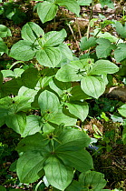 Herb Paris (Paris quadrifolia). Selsdon Wood Nature Reserve, Surrey, England, UK. April.