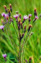 Saw-wort (Serratula tinctoria). Chobham Common National Nature Reserve, Surrey, England, UK. August.