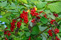 Black bryony (Tamus communis) berries. Marden Park Woodland Trust Reserve, Surrey, England, UK. October.