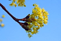 Norway maple (Acer platanoides) flowering against blue sky. Surrey, England, UK. March.