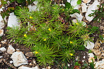 Ground-pine (Ajuga chamaepitys). Near Box Hill, Surrey, England, UK. June.
