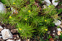 Ground-pine (Ajuga chamaepitys). Near Box Hill, Surrey, England, UK. June.