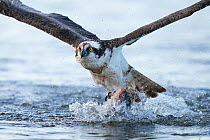 Osprey (Pandion haliaetus) catching Common bream, (Abramis brama), Eskilstuna, Lake Malaren, Sweden