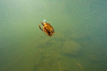 Two Lesser diving beetle (Acilius sulcatus) mating, Lago Nero, Pistoia, Tuscany, Italy.