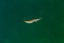 Lesser diving beetle (Acilius sulcatus) larvae. Lago Nero, Pistoia, Tuscany, Italy.