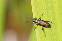 Reed beetle (Donacia marginata) standing on a leaf of its host plant, Branched Bur-reed (Sparganium erectum) on the margins of a stream, Wiltshire, UK, May.
