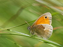 Small Heath butterfly (Coenonympha pamphilus) sunning on grasses in a chalk grassland meadow, Wiltshire, UK, May.