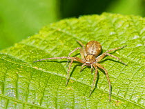 Wandering or Running crab spider (Philodromus dispar) female hunting on leaves on a woodland margin, Lower Woods, Gloucestershire, UK, June.