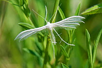 White plume moth (Pterophorus pentadactyla) resting on plant stems in a chalk grassland meadow, Wiltshire, UK, June.