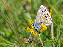 Adonis blue (Polyommatus bellargus) male nectaring on Horseshoe vetch (Hippocrepis comosa) in a chalk grassland meadow, Wiltshire, UK, May.