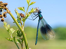 Banded demoiselle damselfly (Calopteryx splendens) male eating a Green drake mayfly (Ephemera danica) on a river bank plant, Wiltshire, UK, May.