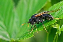 Birch sawfly (Cimbex femoratus) sunning on leaves in a woodland ride, Lower Woods, Gloucestershire, UK, June.